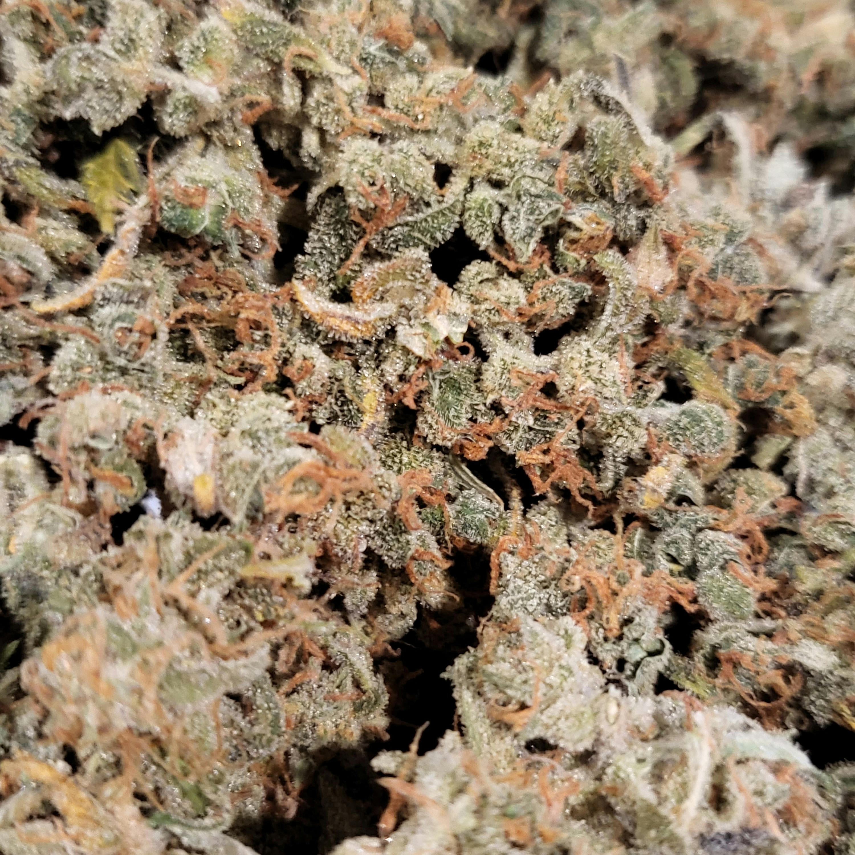 Eagle Cannabis- Alien Shadow OG